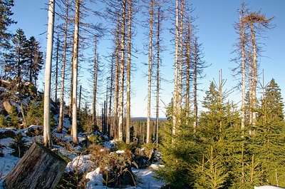 Hinweise zur Borkenkäferbekämpfung für Waldbesitzer